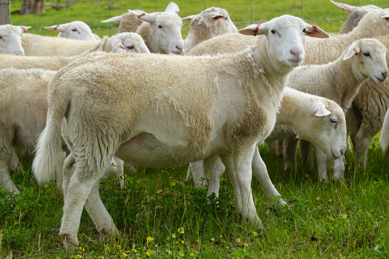 UltraWhite modern breeding practices