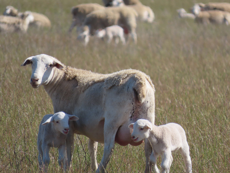UltraWhite strong maternal performance
