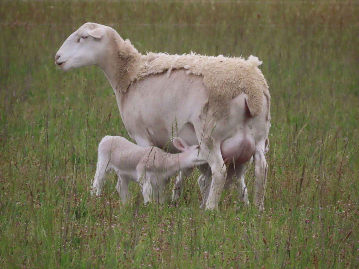 UltraWhite High-performing, fast-growing lambs