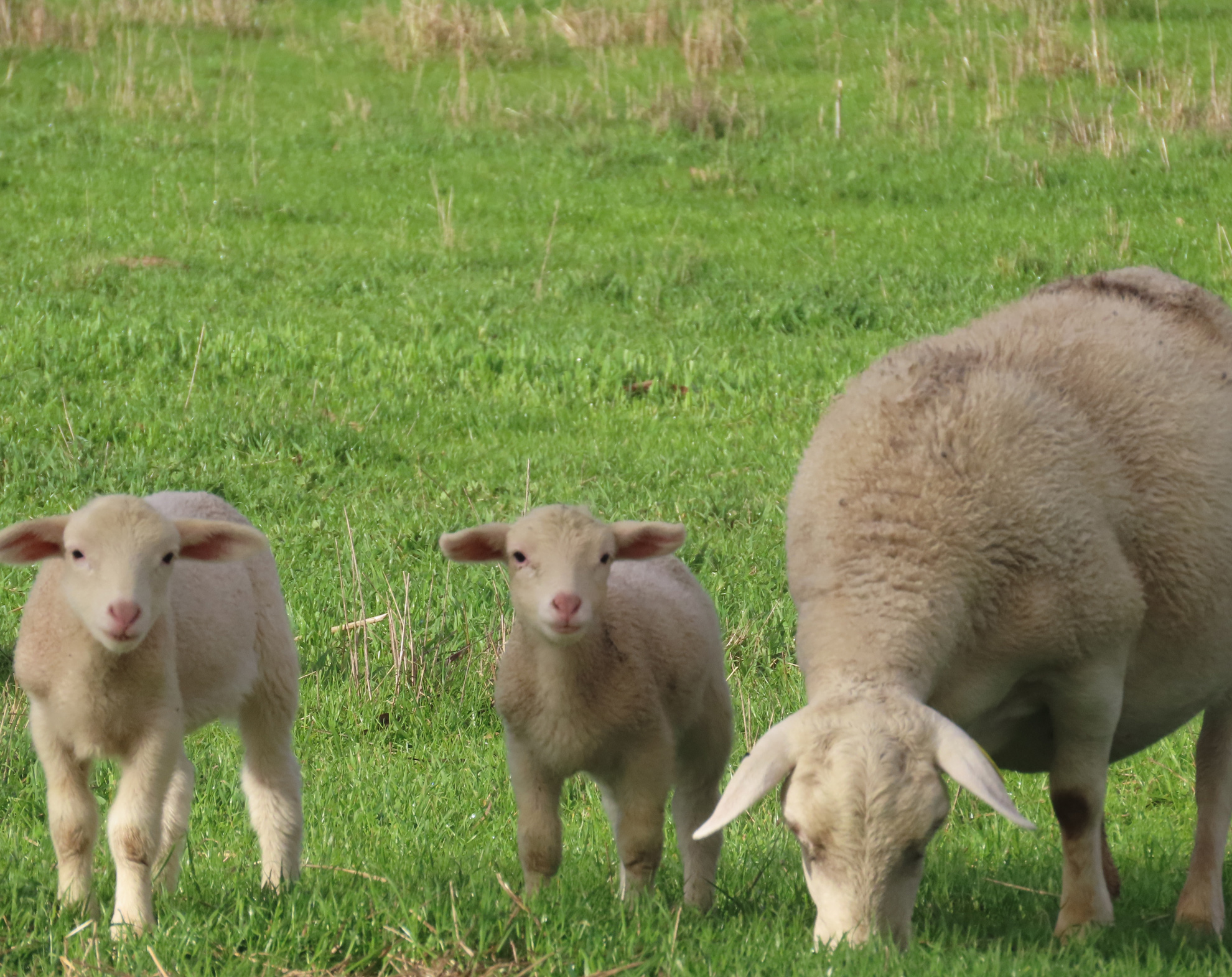 UltraWhite Maternal Flexibility